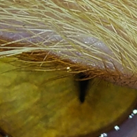 Макрофактура волос у глаза кота
