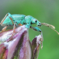 Долгоносик Chlorophanus excisus