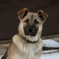 Фото на паспорт?