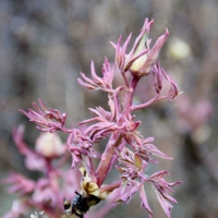 Танец весны