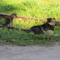 Колея собачьей жизни