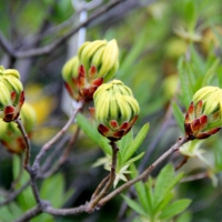 Пробуждение