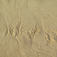 Лес на песке.