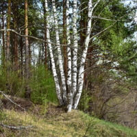 одной руки пальцы