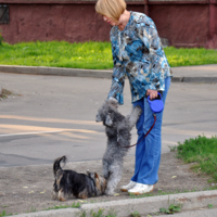 Дамский угодник