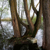 Камень, дерево, вода