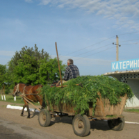 Сенокос удался!