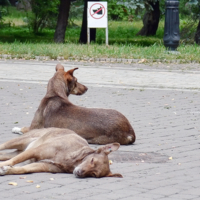 Законопослушные