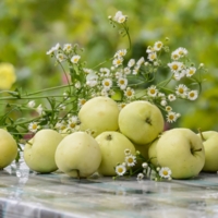 Белый налив