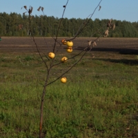 Рожденные давать плоды