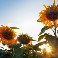 Sun+flower