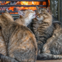 Тепло, уют и котики