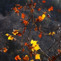 Последние листья