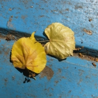 Осенние листья на старой скамье