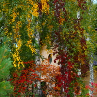 Осеннее разноцветие