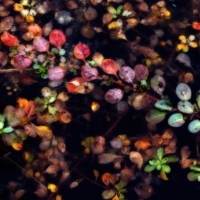 Тёмная вода