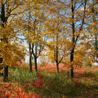 Пестрая осень