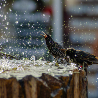 Скворчиный водопой