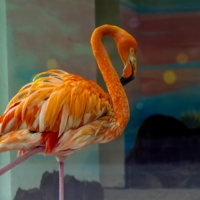 Фламинго за стеклом