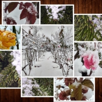 Ледяное безмолвие: все цвета моего зимнего сада