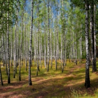 Светла берёзовая роща по весне,