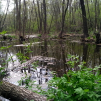 Вода в лесу