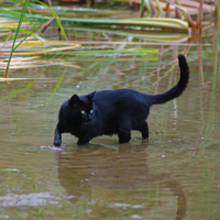 Кот на болоте