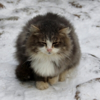 Снежный кот