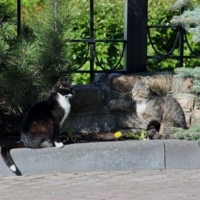 Серьёзный разговор