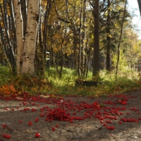 Ягод пламенная крошка На ветвях и под ногами