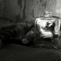 Кот и бутылка.