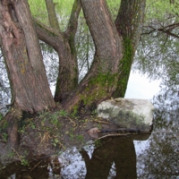 Между сушей и водой