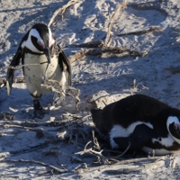 Веточки для любимой