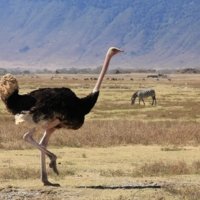 А я иду такая вся...