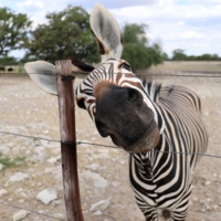 Ну,поцелуй меня