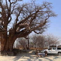 В тени большого дерева