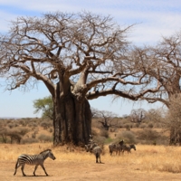 Картина с зебрами и баобабами