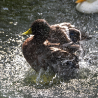 Водные процедуры