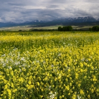 Перед грозой