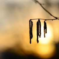 Последний вздох