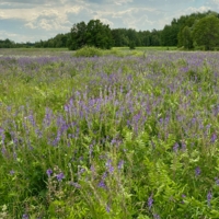 Под сенокос …