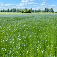 Лён цветёт….