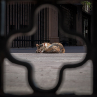 На мушке, тихо, не спугните