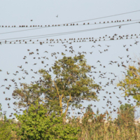 Снова птицы в стаи собираются...