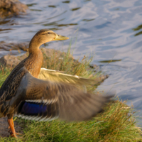 Вздохнули, и полетели