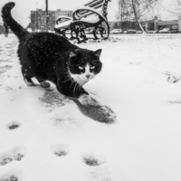Котик, снег, следы