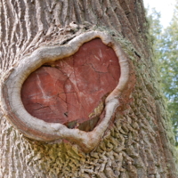 Сердце дерева