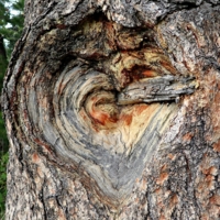 Сердце дерева...
