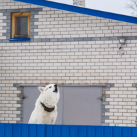 Стремление порождает результат