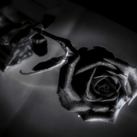 Чёрная роза.